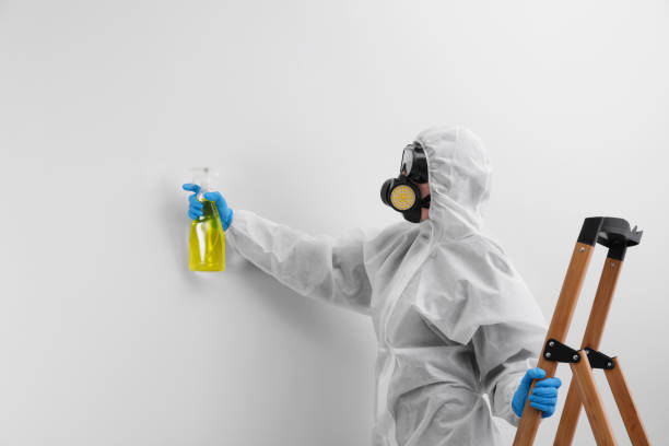 Professional Mold Removal Services in South Burlington, VT